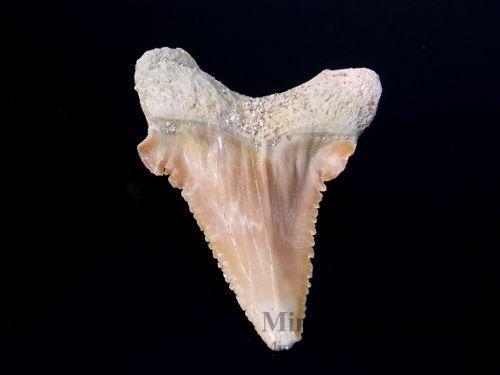 Žraločí zub - Khouribga, Maroko