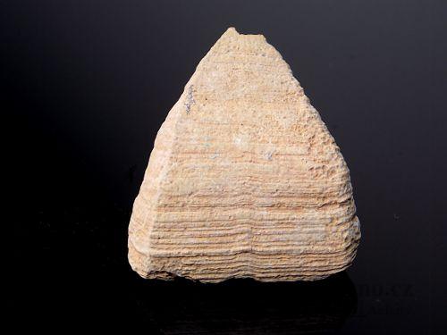 Korál (Calceola Sandalina) - Smara, Maroko