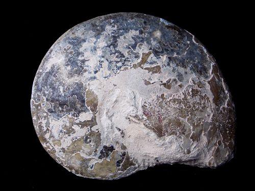 Amonit (Choffaticeras segne) - Asfla, Gouldmina region, Maroko