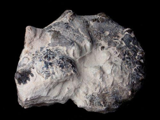 Amonit (Mammites nosonoides) - Asfla, Gouldmina region, Maroko