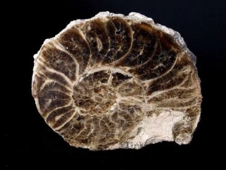 Amonit (Mammites nosonoides) - Asfla, Gouldmina region, Maroko